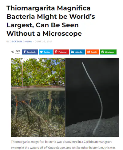 media