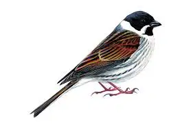Media Image