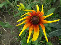 Media Image