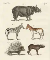 Media Image