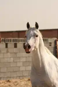 Media Image