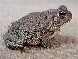 media image