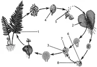Media Image