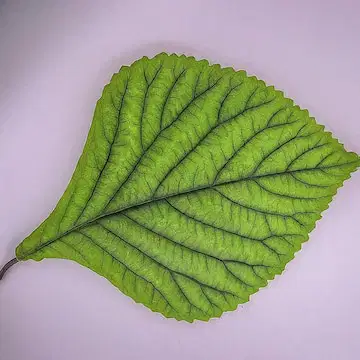 Question image