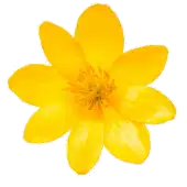 Media Image