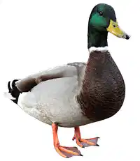 Media Image