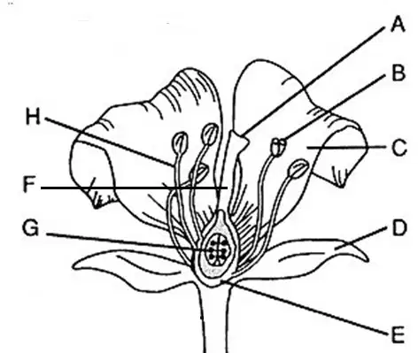 Question Image