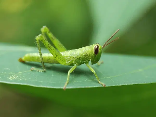 Media Image