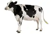 Media Image