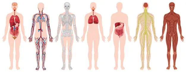 Human body Systems