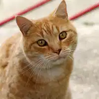 Media Image