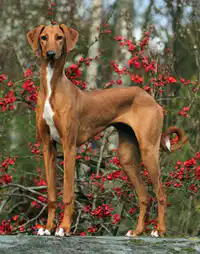 Media Image