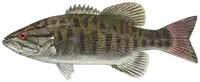 Media Image