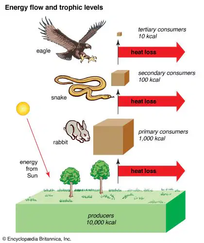 Unit 8 - Topic 2 - Energy Flow Through Ecosystems