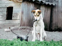 Media Image