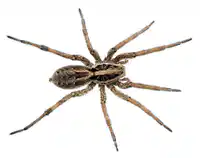Media Image