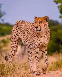 Media Image