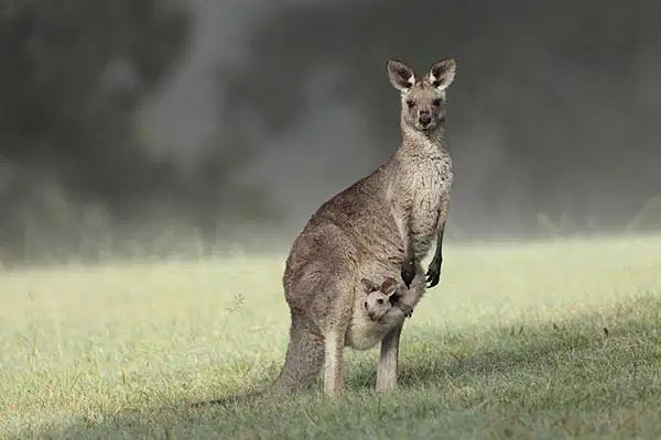 media image