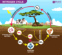 Biogeochemical Cycles and the Nitrogen Cycle