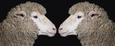 media