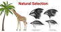 AS Natural Selection and Evolution quiz