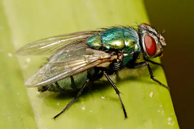 media