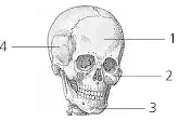 Media Image