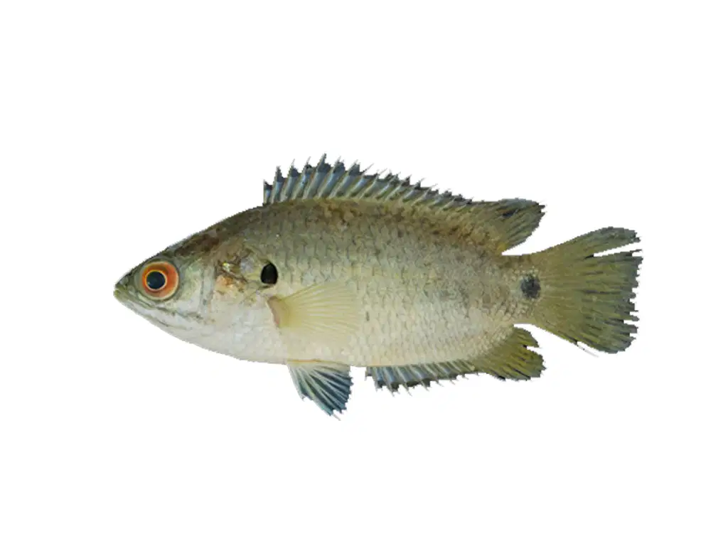Media Image