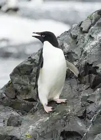 Media Image