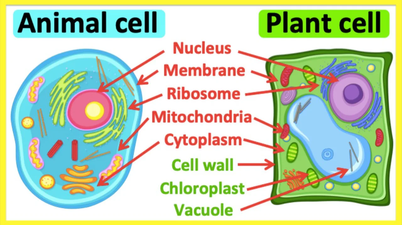 Plant and Animal Cells: Structure and Function Quiz