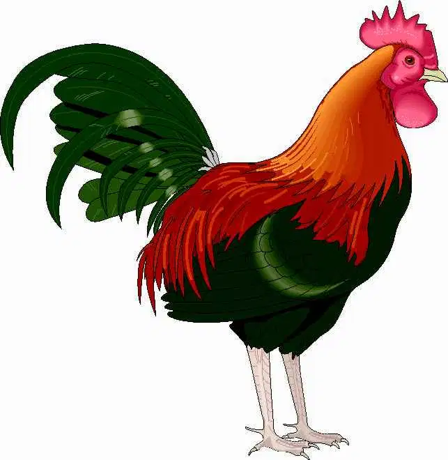 Media Image