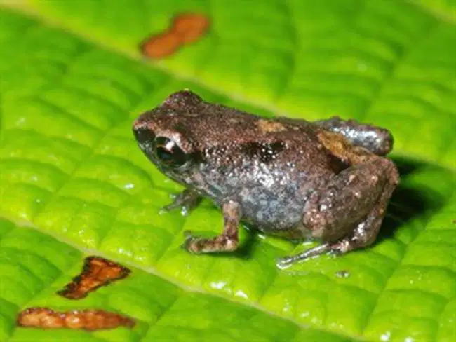 Media Image
