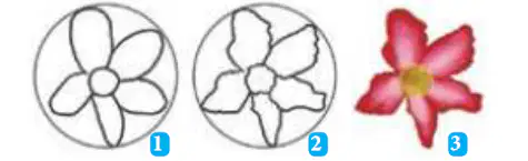 Media Image