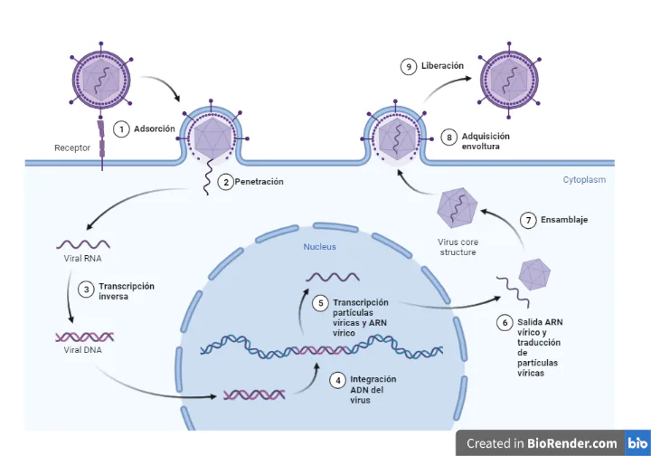 Immune System Lesson 7th Grade Quiz | Wayground