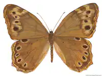 Media Image