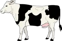 Media Image