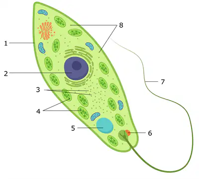 Question Image
