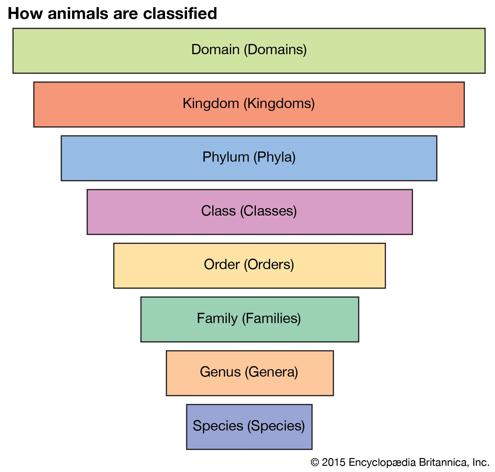 Understanding Living Things Classification Quiz