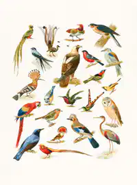 Media Image