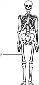 Media Image