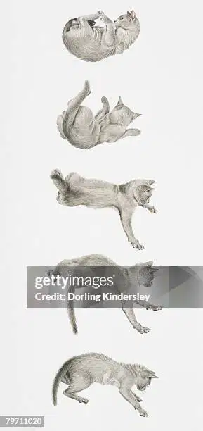 media image