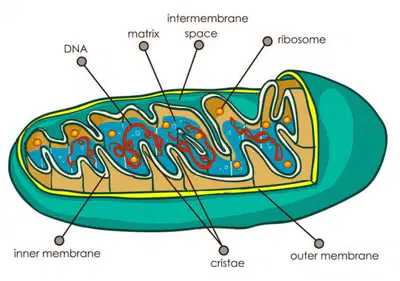media