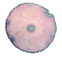 Media Image