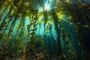 Why are Kelp Forest Important