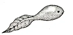 Media Image