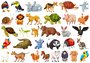 Unit 8 - Lesson 1 - Animal Characteristics