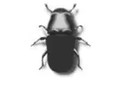 Media Image