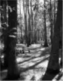 Media Image