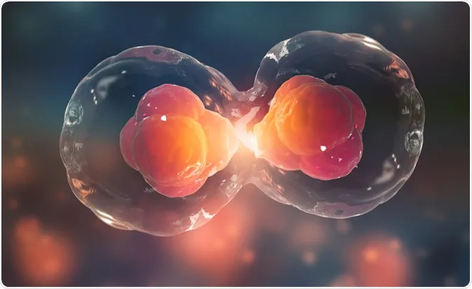 bb Mitosis and Meiosis