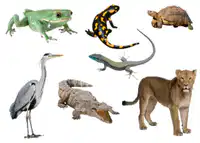 Media Image